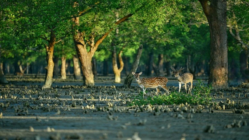 সুন্দরবনে কত বন্যপ্রাণী বন বিভাগই জানে না!