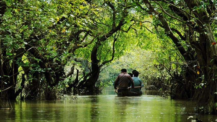 সিলেটের রাতারগুল। ছবি: সংগৃহীত