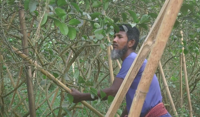 নিজের বাগান থেকে লেবু তুলছেন একজন চাষি, ধামরাই থেকে তোলা। ছবি : সময়ের আলো 